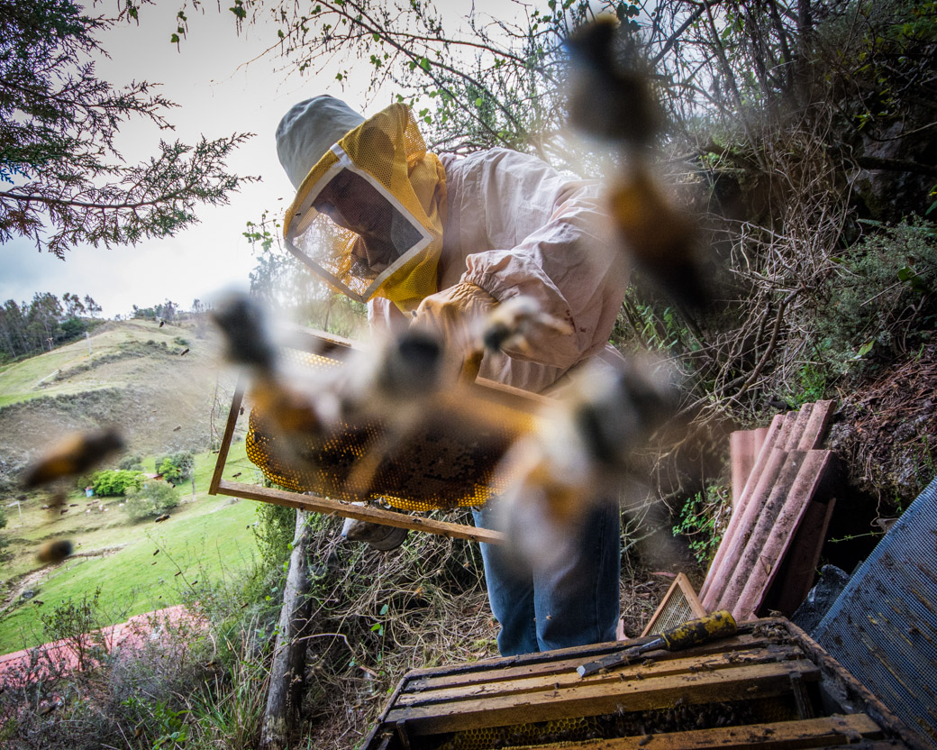 Working in a Cloud of Bees