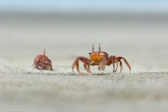 Northern Ghost Crab