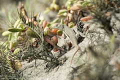 Lizard in Vegetation on the Desert Dunes