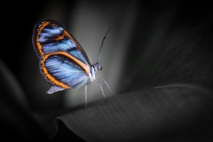 Small World - Clearwing Butterfly, Amazonas, Peru