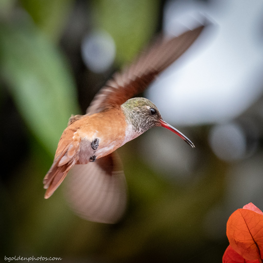Amazilia Hummingbird in Flight