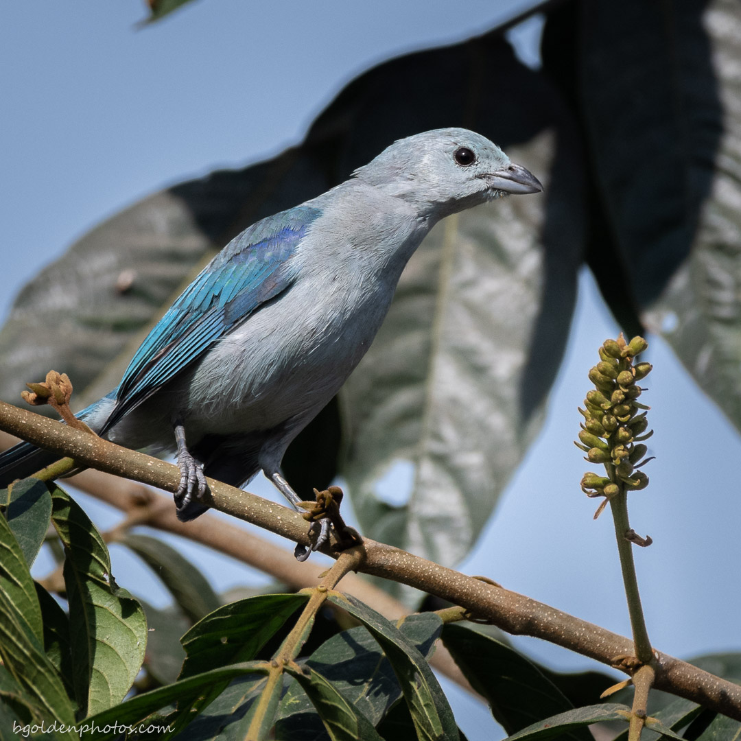 Blue-Gray Tanager (Thraupis episcopus)